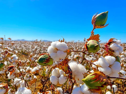 CottonFields1 White Modern Wood Framed Art Print with Double Matting by Tenoever, William