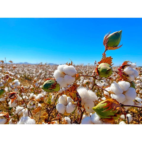 CottonFields1 Black Modern Wood Framed Art Print by Tenoever, William