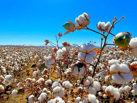 CottonFields2 White Modern Wood Framed Art Print with Double Matting by Tenoever, William