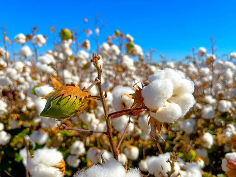 CottonFields3 White Modern Wood Framed Art Print with Double Matting by Tenoever, William