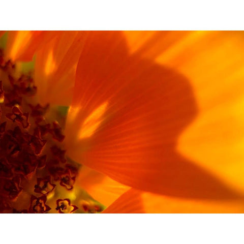 Sunflower1 Black Modern Wood Framed Art Print with Double Matting by Tenoever, William