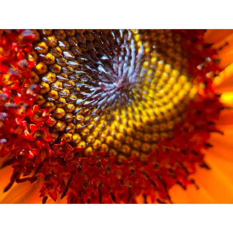 Sunflower2 Gold Ornate Wood Framed Art Print with Double Matting by Tenoever, William