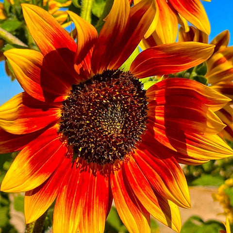 LittleBeckaSunFlower Gold Ornate Wood Framed Art Print with Double Matting by Tenoever, William