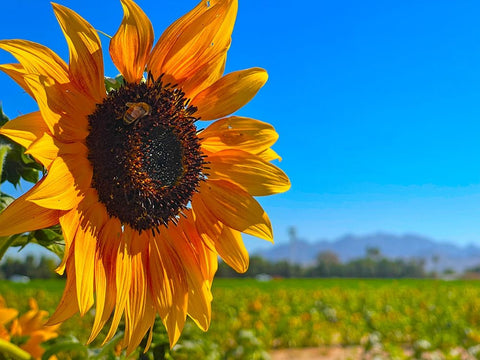 Sunflower3 White Modern Wood Framed Art Print with Double Matting by Tenoever, William