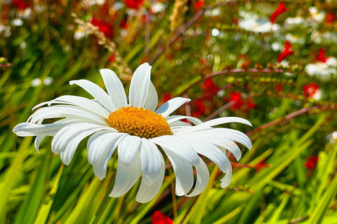 Daisy 1 Black Ornate Wood Framed Art Print with Double Matting by Tenoever, William