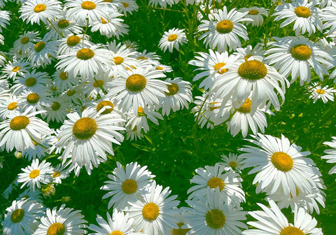 Daisy 2 Black Ornate Wood Framed Art Print with Double Matting by Tenoever, William