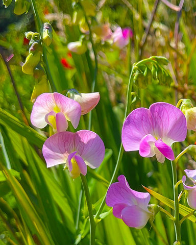 Peavine Black Modern Wood Framed Art Print by Tenoever, William