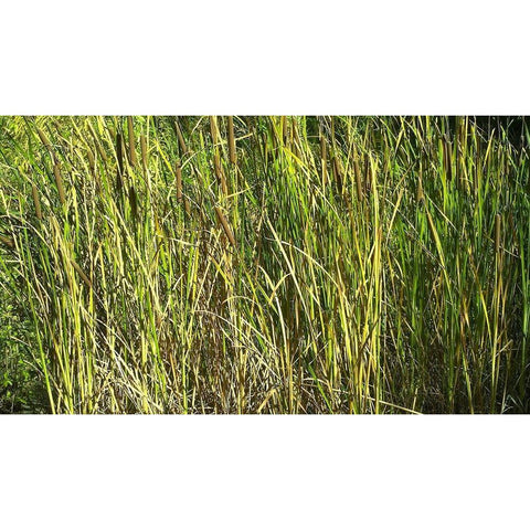 Roper Lake II: Grasses I White Modern Wood Framed Art Print by Popcorn