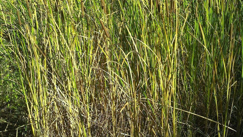 Roper Lake III: Grasses II White Modern Wood Framed Art Print with Double Matting by Popcorn