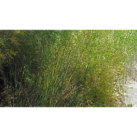 Roper Lake IV: Grasses III White Modern Wood Framed Art Print by Popcorn