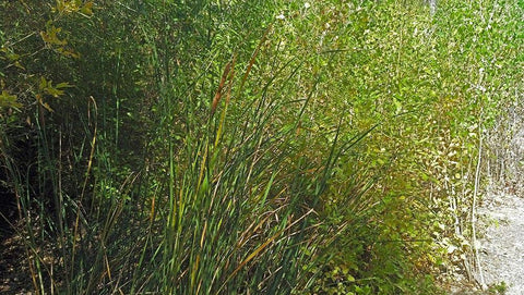 Roper Lake IV: Grasses III White Modern Wood Framed Art Print with Double Matting by Popcorn