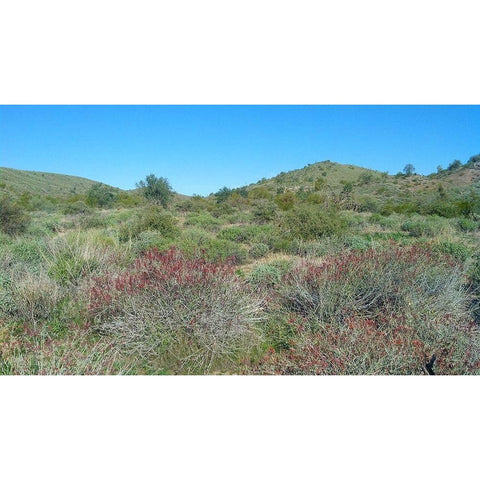 Desert Scape 5: Penstemon White Modern Wood Framed Art Print by Popcorn