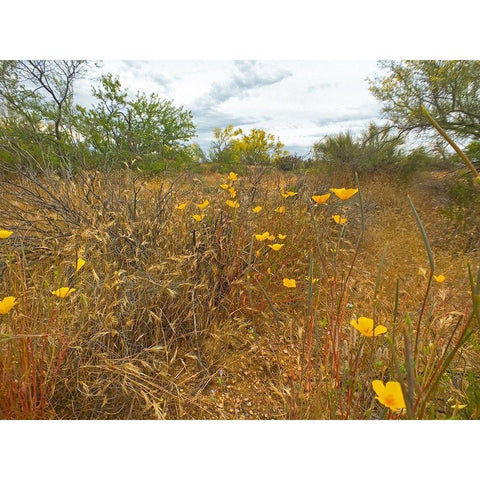 Desert Scape 7 White Modern Wood Framed Art Print by Popcorn
