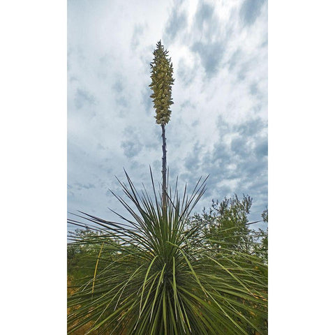 Desert Scape 8 White Modern Wood Framed Art Print by Popcorn