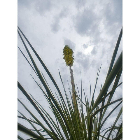 Desert Scape 9 White Modern Wood Framed Art Print by Popcorn