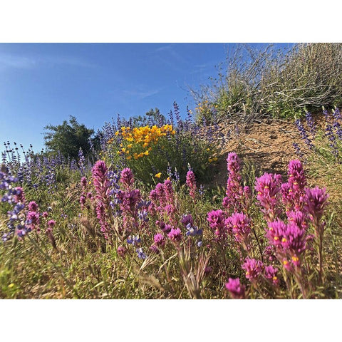 Wildflowers XXXVI Black Modern Wood Framed Art Print by Popcorn