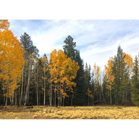 Sunrise Park in Fall 1 Black Modern Wood Framed Art Print with Double Matting by Tenoever, William