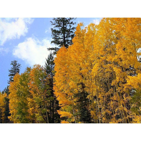 Sunrise Park in Fall 2 White Modern Wood Framed Art Print by Tenoever, William