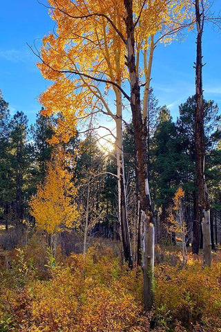 Greer in Fall 2 White Modern Wood Framed Art Print with Double Matting by Tenoever, William