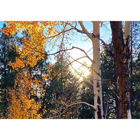 Greer in Fall 3 Black Modern Wood Framed Art Print by Tenoever, William