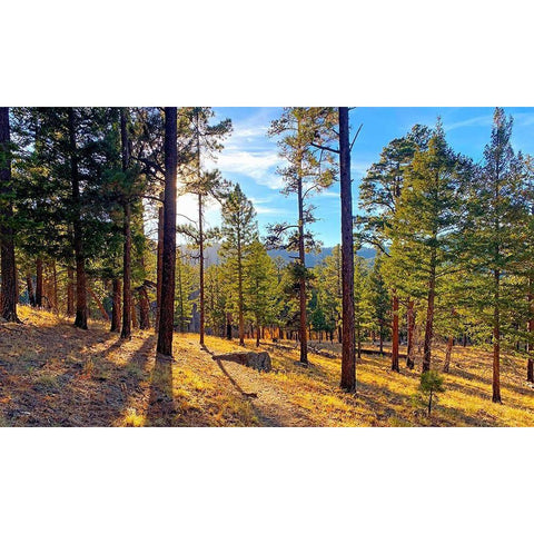 Greer in Fall 6 Gold Ornate Wood Framed Art Print with Double Matting by Tenoever, William