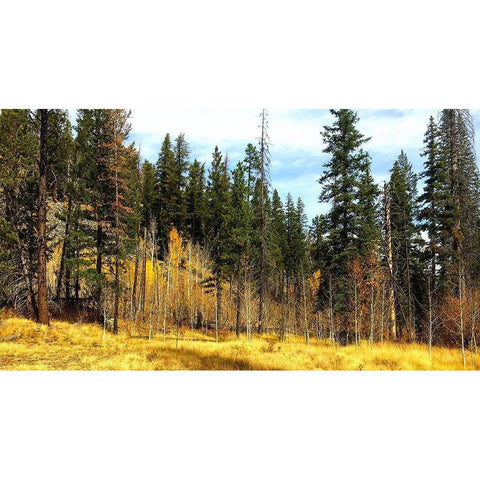Greer in Fall 8 Black Modern Wood Framed Art Print by Tenoever, William
