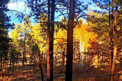 Greer in Fall 10 White Modern Wood Framed Art Print with Double Matting by Tenoever, William