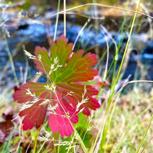 Image Only