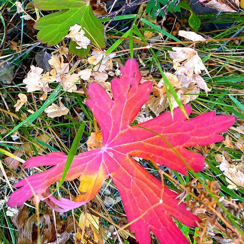 Greer in Fall 15 Black Modern Wood Framed Art Print by Tenoever, William