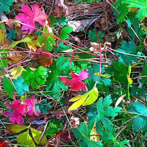 Greer in Fall 16 Gold Ornate Wood Framed Art Print with Double Matting by Tenoever, William