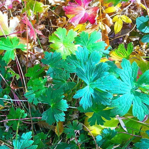 Greer in Fall 17 Black Modern Wood Framed Art Print by Tenoever, William