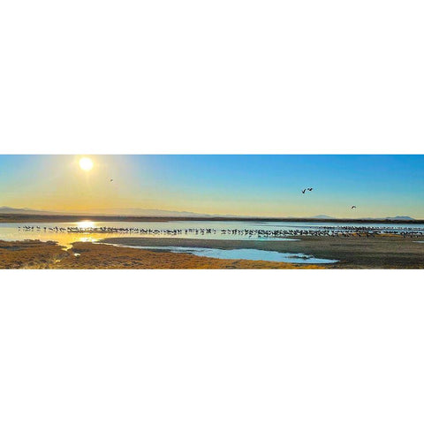 Wilcox-Sandhill Cranes 1 Black Modern Wood Framed Art Print with Double Matting by Tenoever, William