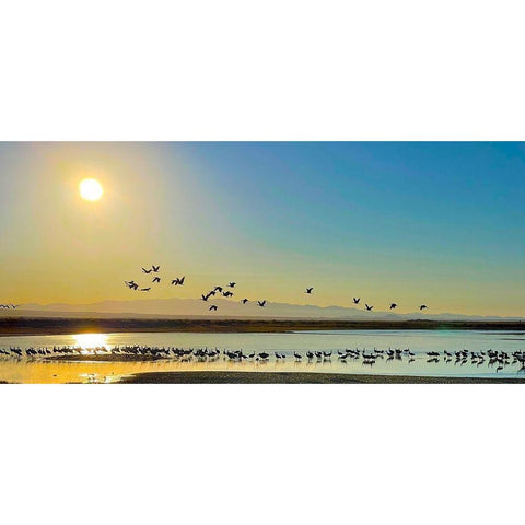 Wilcox-Sandhill Cranes 2 Black Modern Wood Framed Art Print with Double Matting by Tenoever, William