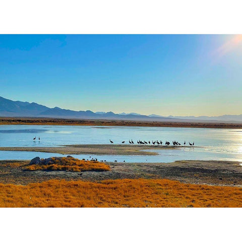 Wilcox-Sandhill Cranes 3 Gold Ornate Wood Framed Art Print with Double Matting by Tenoever, William