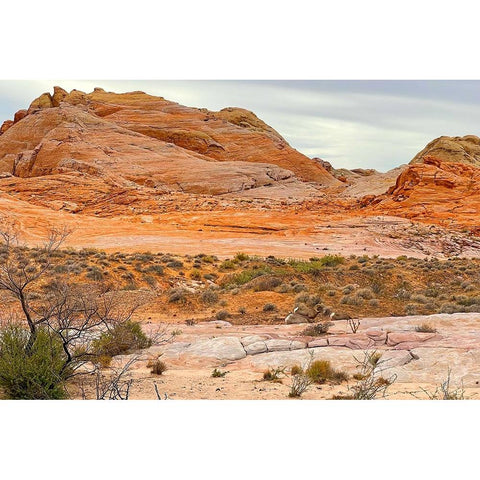 ValleyOfFire:BigHornSheep1 Black Modern Wood Framed Art Print by Tenoever, William