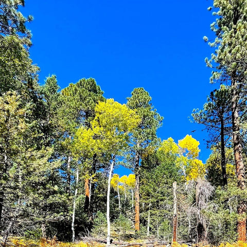 AspensInTheFall17 Black Modern Wood Framed Art Print by Tenoever, William