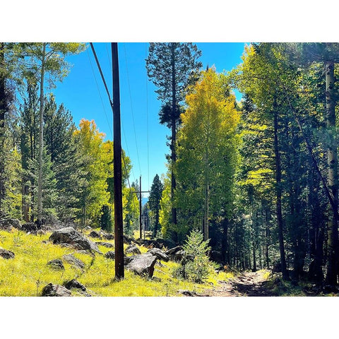 AspensInTheFall18 Black Modern Wood Framed Art Print by Tenoever, William