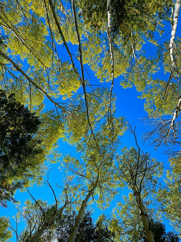 AspensInTheFall19 Black Ornate Wood Framed Art Print with Double Matting by Tenoever, William