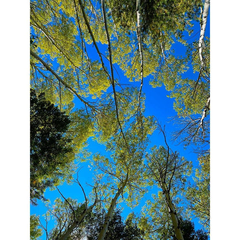 AspensInTheFall19 Black Modern Wood Framed Art Print by Tenoever, William