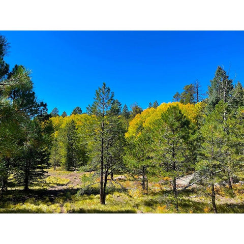 AspensInTheFall20 Gold Ornate Wood Framed Art Print with Double Matting by Tenoever, William