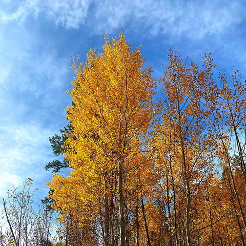 AspensInTheFall21 Black Modern Wood Framed Art Print by Tenoever, William