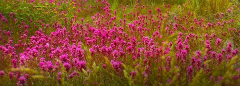 OwlClover Black Ornate Wood Framed Art Print with Double Matting by Tenoever, William