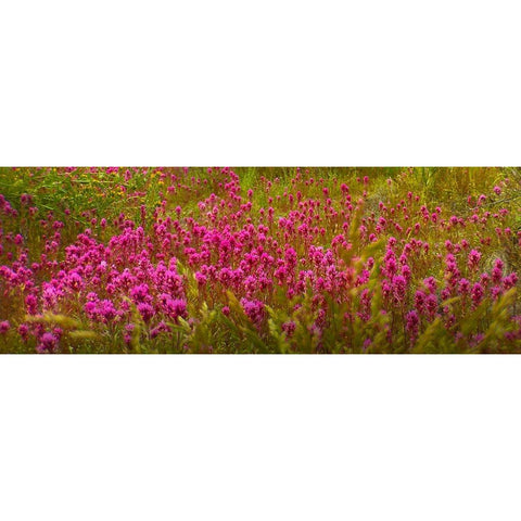 OwlClover Black Modern Wood Framed Art Print with Double Matting by Tenoever, William