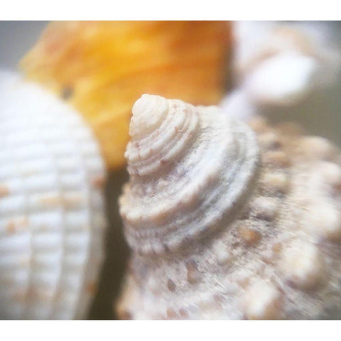 Shells Black Modern Wood Framed Art Print with Double Matting by Popcorn