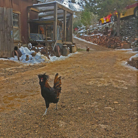 Polish Chicken Black Modern Wood Framed Art Print by Popcorn