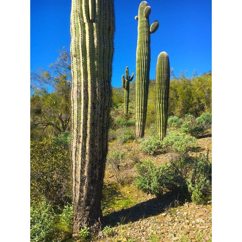 Desert Scape 12a Black Modern Wood Framed Art Print with Double Matting by Popcorn