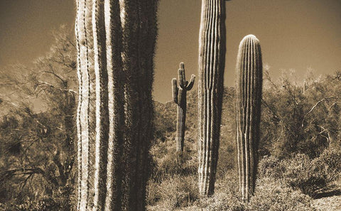 Desert Scape 13 White Modern Wood Framed Art Print with Double Matting by Popcorn