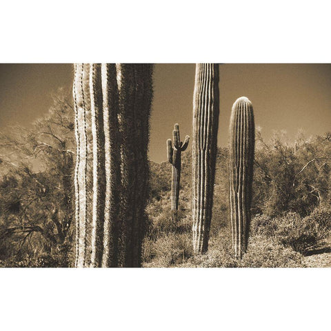Desert Scape 13 Black Modern Wood Framed Art Print by Popcorn