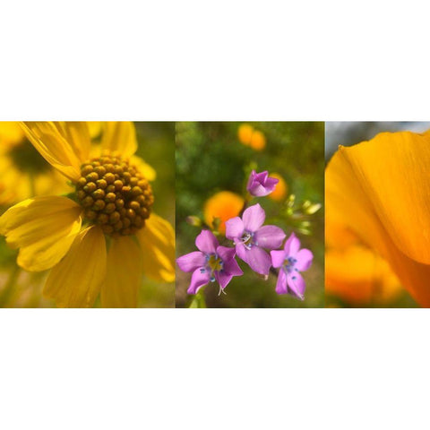 Wildflower Collage VII White Modern Wood Framed Art Print by Popcorn