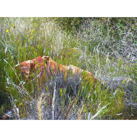 Sedimentations: Rock In The Tall Grass White Modern Wood Framed Art Print by Popcorn